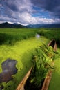 Grass sea of Lugu Lake Royalty Free Stock Photo