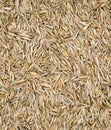 Grass seed