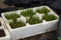 Grass seed germinating and growing in tray Royalty Free Stock Photo