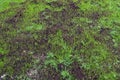 Grass seed growing after a chaffer grub decimation. Royalty Free Stock Photo