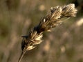 Grass seed head against a brown/gold background