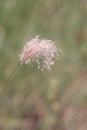 Grass Seed Head Disbursing Royalty Free Stock Photo