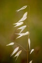 Grass seed head on long stem flowers with a dark brown centre.