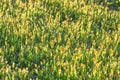 Grass Seed Heads Illuminated by Sun