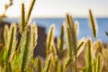 Grass seed heads at sunrise Royalty Free Stock Photo