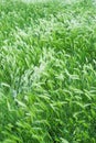 Grass Seed Heads Royalty Free Stock Photo