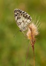 Grass seed plant with Iberian Marbled White