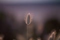 Grass Seed Pod, purple background