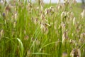 Grass seeds abstract Royalty Free Stock Photo