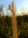 Grass and seeds Royalty Free Stock Photo