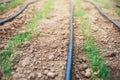 Grass seeds begin to grow on new soil in the garden. The drip irrigation hose lies on the ground Royalty Free Stock Photo