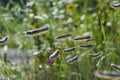 Grass seeds of Bouteloua hirsuta Hairy Grama Royalty Free Stock Photo