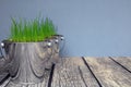 Grass Seeds Germinating In Chrome Pots Royalty Free Stock Photo