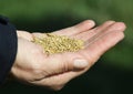 Grass seeds on the hand Royalty Free Stock Photo