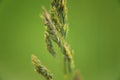 Grass seeds ripen in summer