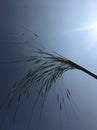 Grass seeds with sky background