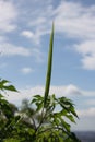 Grass shoot growing from parched sun