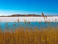 Grass on the Shore of Big Alkali Lake Royalty Free Stock Photo
