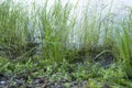 The grass on the shore of the pond.