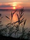 Grass Silhouette