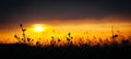 Grass Silhouette awe orange fire sunset background Royalty Free Stock Photo