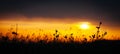 Grass Silhouette awe orange fire sunset background Royalty Free Stock Photo