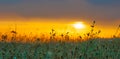 Grass Silhouette awe orange fire sunset background Royalty Free Stock Photo