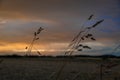 Grass silhouette in field with sunset near Ottenschlag town in Austria evening