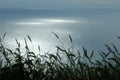 Grass silhouette over the ocean