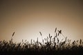 Grass silhouette in sepia