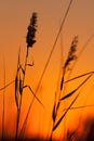 Grass Silhouette at Sunset Royalty Free Stock Photo