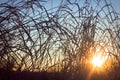 Grass silhouette in a sunset. Royalty Free Stock Photo