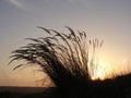 Grass silhouette at sunset Royalty Free Stock Photo