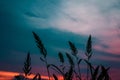 Grass silhouette in sunset