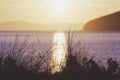 Silhouetted grass as the sun rises over Tasmania.