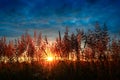 Grass silhouettes against the background of the evening or morning sun. Summer landscape.