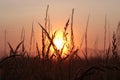 Grass silhouettes against the background of the evening sun. Summer landscape.