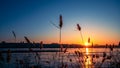 Grass silhouettes against the background of the evening sun. Winter or spring landscape.