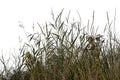 Grass silhouettes on a white background.Lueneburger Heide.