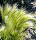 Grass similar to a feather grass with the Latin name Hordeum jubatum Royalty Free Stock Photo