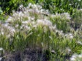 Grass similar to a feather grass with the Latin name Hordeum jubatum Royalty Free Stock Photo