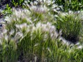 Grass similar to a feather grass with the Latin name Hordeum jubatum