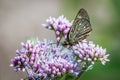 Butterfly on Wildflowers, Rebun Island, Japan