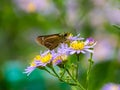 Grass skipper butterfly on aster flowers 12