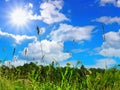 Grass and sky