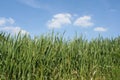 Grass and sky