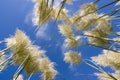 Grass and sky Royalty Free Stock Photo