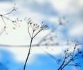 Grass and sky