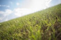 Grass and sky in the morning Royalty Free Stock Photo