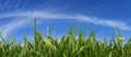 Grass and Sky Panorama Royalty Free Stock Photo